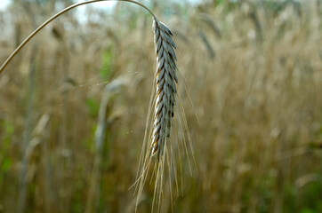 ripe rye ears in the field
