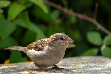 Dunnock on a wall