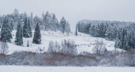 Snow-covered hill with forest at the Stone Hill park on a frosty winter day. Beautiful landscape with conifer forest on snowy cloudy day. Frozen nature in fantastic white forest - obrazy, fototapety, plakaty