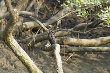 インド　世界遺産スンダルバンス国立公園の鳥