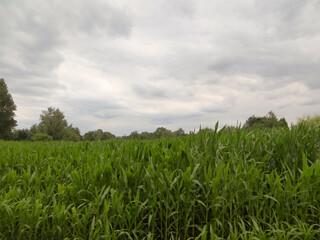 &Eacute;pis de ma&iuml;s sous un ciel nuageux 