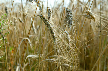 ripe rye ears in the field