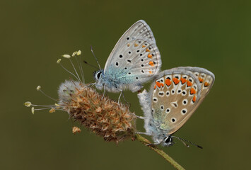 Fototapeta na wymiar Butterfly Common Blue