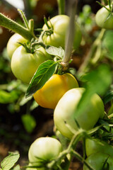 Green tomatoes on a branch. New harvest. Healthy food and vitamins. Close-up. Vertical.