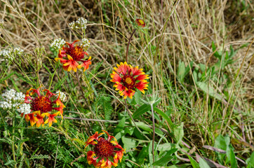 wild summer herbs and flowers