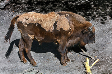 Young european bison male. Also known as forest bison or wisent. Latin name - Bison bonasus