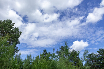Natural, beautiful trees and plants in the taiga against the background of a blue sky with clouds