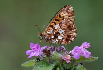 Violet Fritillary