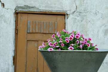 Fototapeta na wymiar garden flowers in a vase on the background of an old door