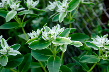 garden plants and flowers close-up
