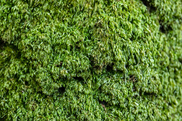Close-up of Moss