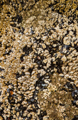 a closeup image of an ancient tree stump with barnacles and mussels on neskowin beach on the Oregon coast