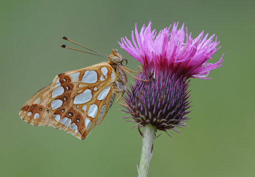 Queen Of Spain Fritillary - Issoria Lathonia