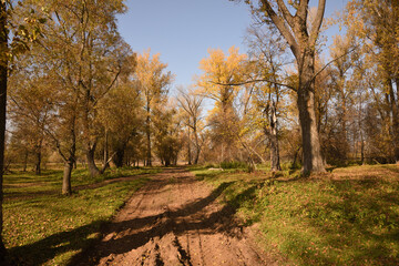 autumn in the park