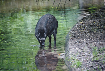 Closeup shot of a wild boar standing in the water and drinking it