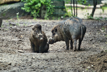 Closeup shot of two Visayan warty pigs standing on the ground