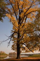 autumn in the park