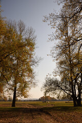 Obraz premium autumn in the park