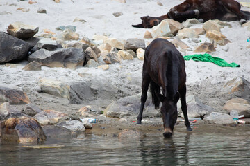 Wild horse drinking water from a river