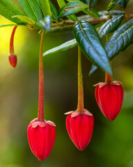 Chilean Lantern Tree