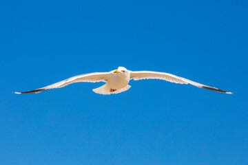 Fototapeta premium Flying Sea Gull