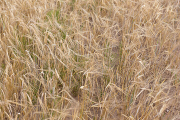 Dry golden wheat field on the farm close up.	