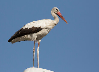 White Stork
