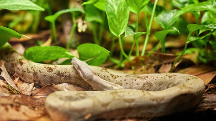 Pretty snake with its head resting on its long body moving between dry leaves with vegetation behind