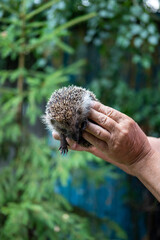 Photo a hedgehog caught in the hands of a man