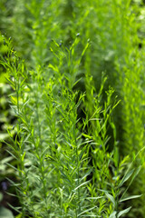 The flax (linseed) plant grows in the garden, a useful plant. Immature small boxes with flax seeds (Linum usitatissimum)