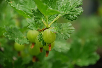 Large green gooseberries. Large oval green gooseberries with stripes hang on brown branches among...