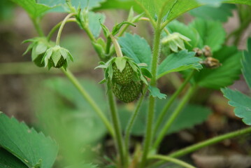 Green fruits of garden strawberries. Near the ground, on thin long green legs, there are still green strawberries interspersed with strawberries, among the leaves. Berries of different sizes.
