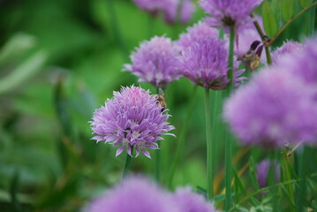 Purple flowers on thin green stems. Chives grows in small colonies on the tips of the stems with light purple flowers with a yellow heart.