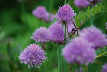 Purple flowers on thin green stems. Chives grows in small colonies on the tips of the stems with light purple flowers with a yellow heart.