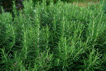 Close up of green rosemary growing in a garden. Wallpaper with selective focus and blurred bokeh. Fresh herbs for cooking.