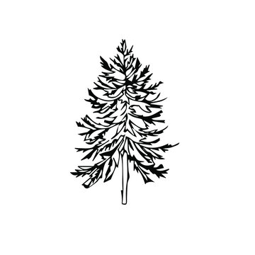 hand drawn illustrations of christmas trees. Vector doodles for your design, cards, Christmas posters. Isolated on white background