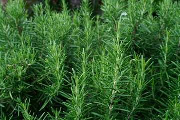Close up of green rosemary growing in a garden. Wallpaper with selective focus and blurred bokeh. Fresh herbs for cooking.