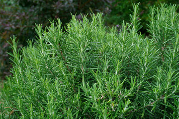 Close up of green rosemary growing in a garden. Wallpaper with selective focus and blurred bokeh. Fresh herbs for cooking.