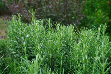 Close up of green rosemary growing in a garden. Wallpaper with selective focus and blurred bokeh. Fresh herbs for cooking.