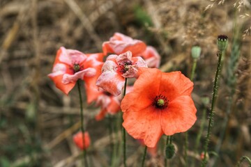 Naklejka premium red poppy flower