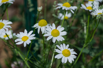 Wild Daisies in the Summer