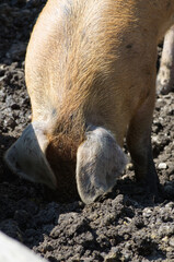 A Farm Pig in the Mud