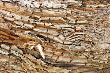 Texture of an old cracked brown tree trunk in bright sunlight.