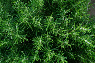 Rosemary top view. Cultivation of fragrant herbs. Agricultural business. Rosemary (Rosmarinus officinalis) growing in garden. fresh aromatic herbs.
