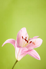 Obraz na płótnie Canvas Top view of natural flower of lily plant with delicate pink petals placed on green background