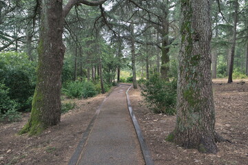 Naklejka premium The way of the cedar. Hiking through the centuries-old cedars in the biological reserve of Petit du Luberon