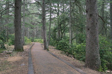 The way of the cedar. Hiking through the centuries-old cedars in the biological reserve of Petit du Luberon