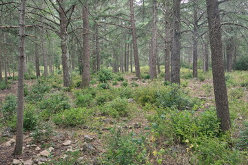 Fototapeta na wymiar The way of the cedar. Hiking through the centuries-old cedars in the biological reserve of Petit du Luberon