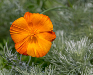 Single California poppy low to the ground
