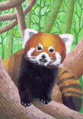 The red panda sits on a tree. Children's drawing